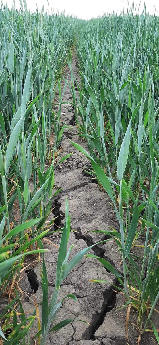 AgroProfil's tweet photo. U niektórych popadało, a u innych deszczu nie widać od miesiąca a nawet dłużej… 

#susza #rolnictwo #rolnicy #żywność #pogoda #deszcz #imgw #woda @IMGWmeteo #zboże https://t.co/MgPytIBN5c