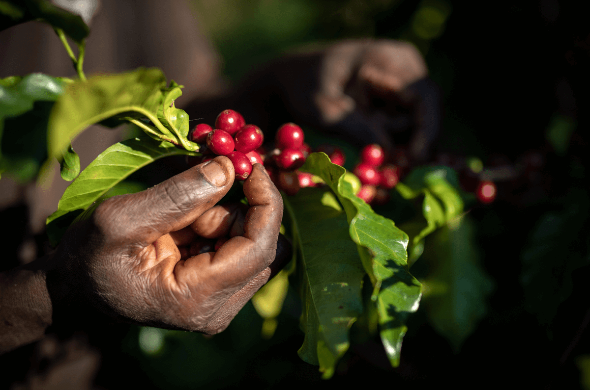 hansoncoffees's tweet photo. The journey of coffee cultivation 
.
.
.
#coffee #specialtycoffee #ethiopiancoffee #coffeetime #coffeelover #coffeeproducer #coffeeexporter #coffeeproduction
#coffeebreak #coffeebean #hansoncoffees https://t.co/Q1vNIvhFMS