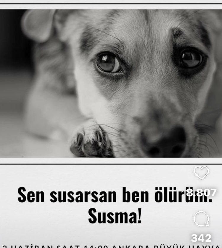 SerapYesiltas's tweet photo. #susma https://t.co/0plTfD66po