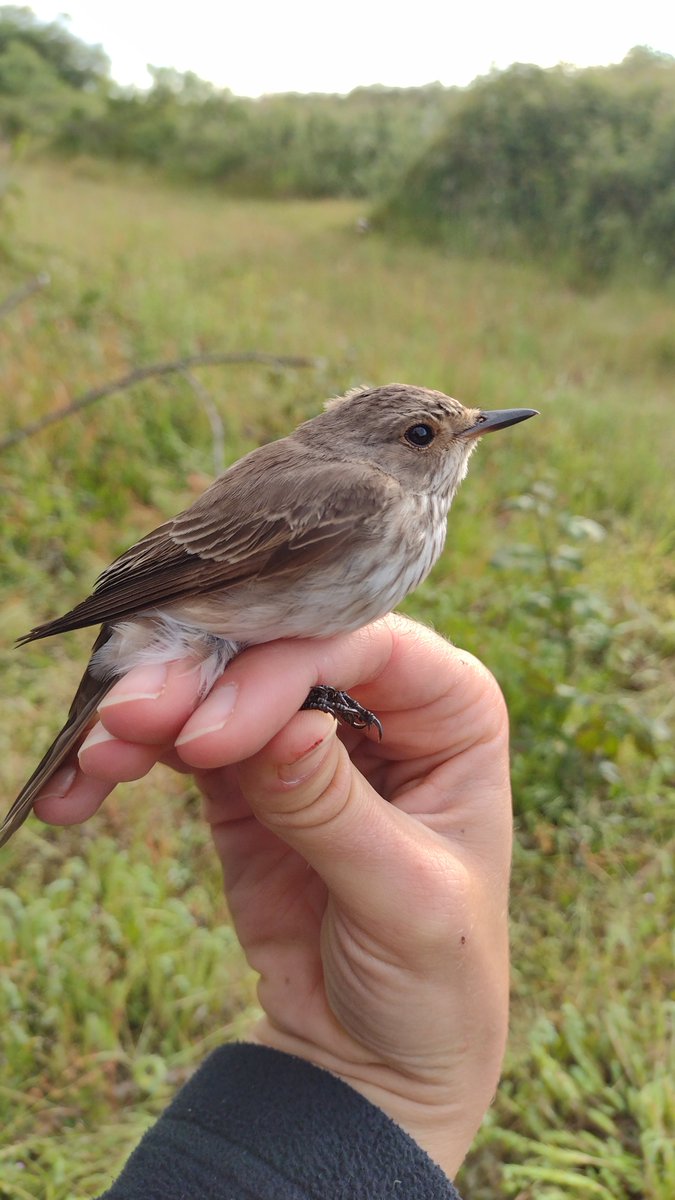 EugeneBirds's tweet photo. First #STOC ringing session '24 at Donges Est (44), Fr. with a nice surprise Spot Fly among plenty of Melodious Warblers and a few Nightingales #acrola https://t.co/1ScWMCeSUd