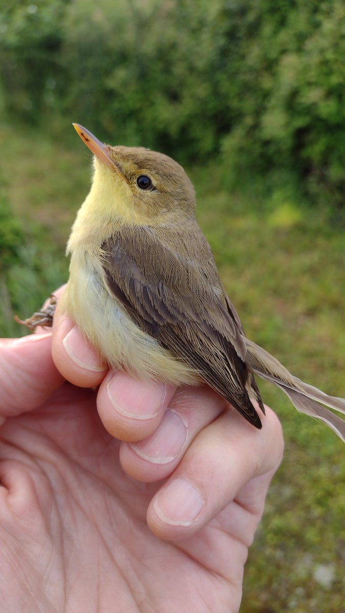 EugeneBirds's tweet photo. First #STOC ringing session '24 at Donges Est (44), Fr. with a nice surprise Spot Fly among plenty of Melodious Warblers and a few Nightingales #acrola https://t.co/1ScWMCeSUd