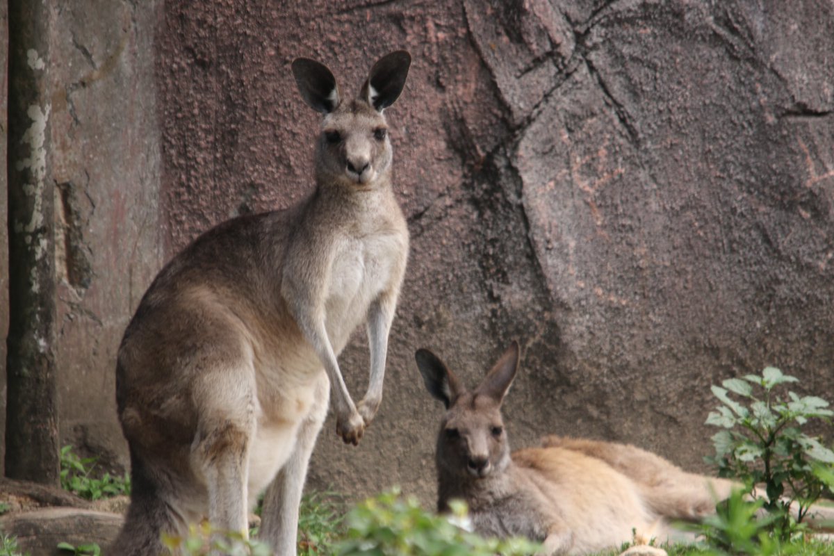 このグータラな感じがいいね〜
カンガルー好きだわ
#金沢動物園