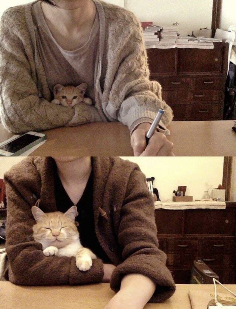 PostsOfCats's tweet photo. He grew 🥺 https://t.co/xzZIanb2y4