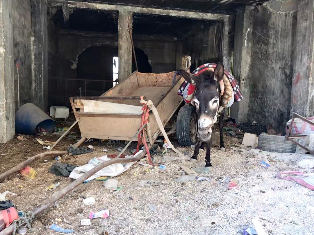 💔 Donkeys DO Deserve Better, much Better 😢 🚨Deep in the West Bank, working donkeys suffer in silence. 🫵 Your donation funds our mobile vet clinic, bringing FREE care directly to them🚑⛑️ Free them from pain - donate today please 👏🙏 bit.ly/3VCDsFG