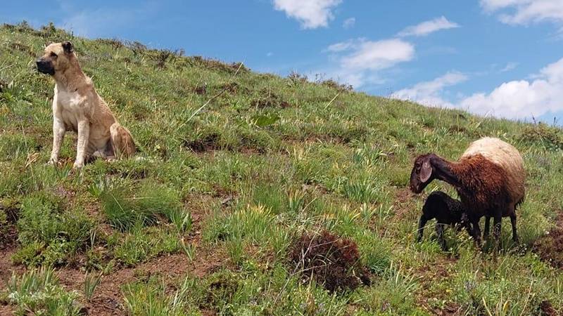 Erzurum'un Karayazı ilçesinde, iki gündür kayıp olan 'Kral' isimli Kangal cinsi çoban köpeği, yaylada doğum yapan koyunla yavrusunu korurken bulundu.