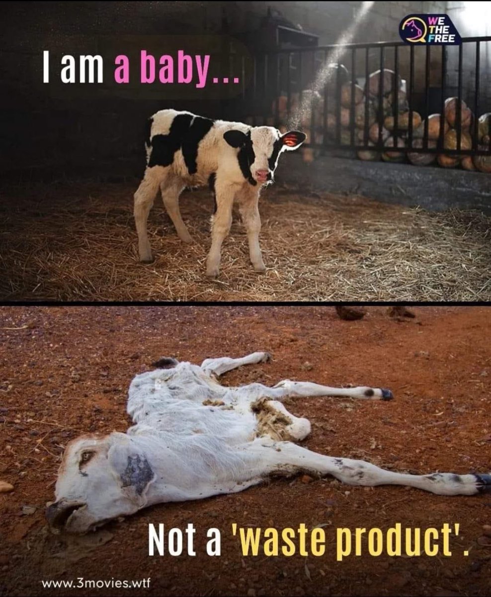 Gail7175's tweet photo. Not according to #Dairy fharmers who murder millions of male babies each year so you can enjoy the #milk meant for them 💔 #DitchDairy #CowTruth #WhyIDitchedDairy #dairyfree https://t.co/7dgykQjyar