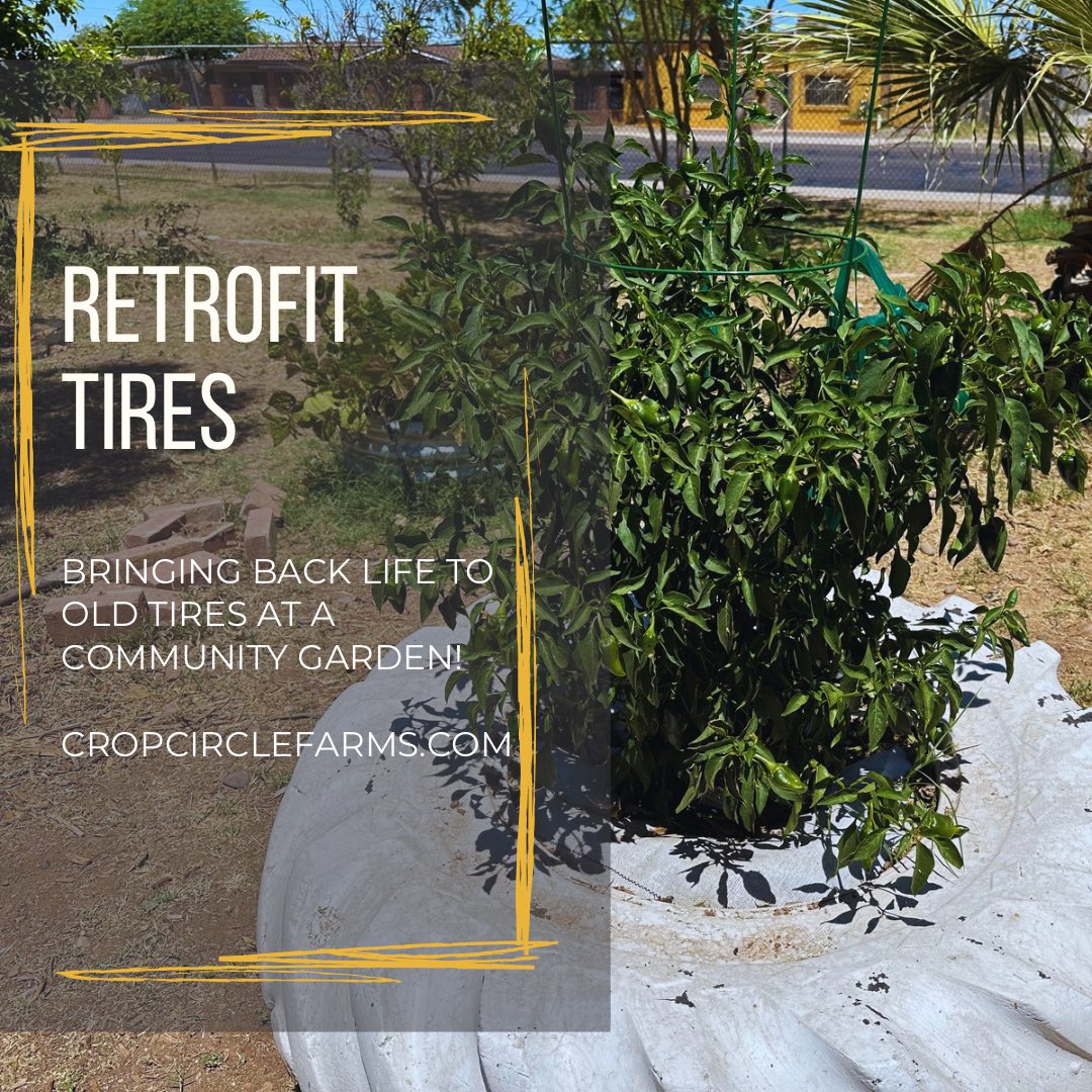 Crop Circle Gardens can turn any old tire into a highly productive food growing machine! This tire was outfitted with one to grow 3 poblano peppers all year long in a sub tropical setting! These ones have hundreds of flowers and are setting and producing peppers daily!  #peppers