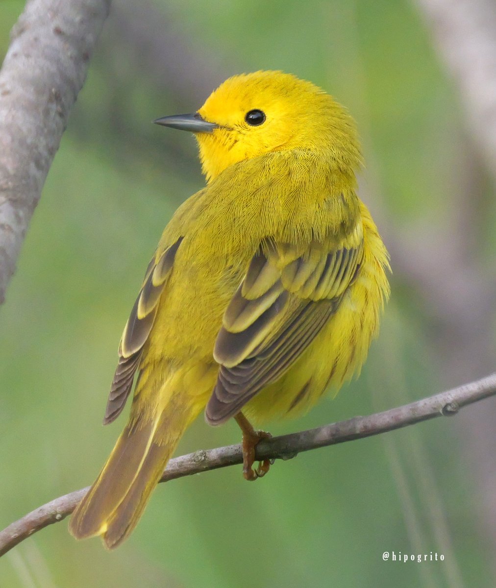 Yellow Warbler
Northport, Long Island, NY

#birds #birding #birdwatching #birdphotography #wildlifephotography