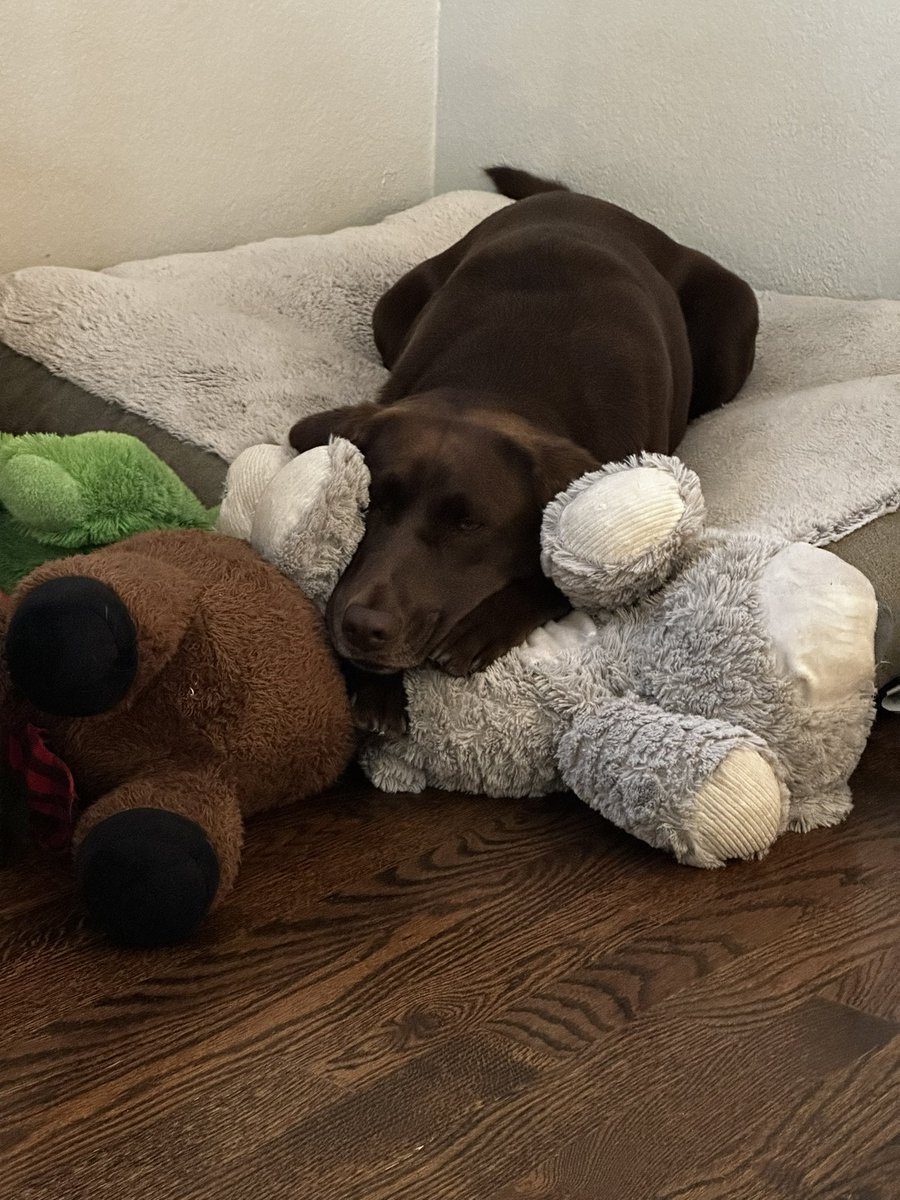 britrirob's tweet photo. @TurfgrassZealot This is Ginger chilling with her toys and relaxing with no care in the world. https://t.co/R2xAhXJjD1