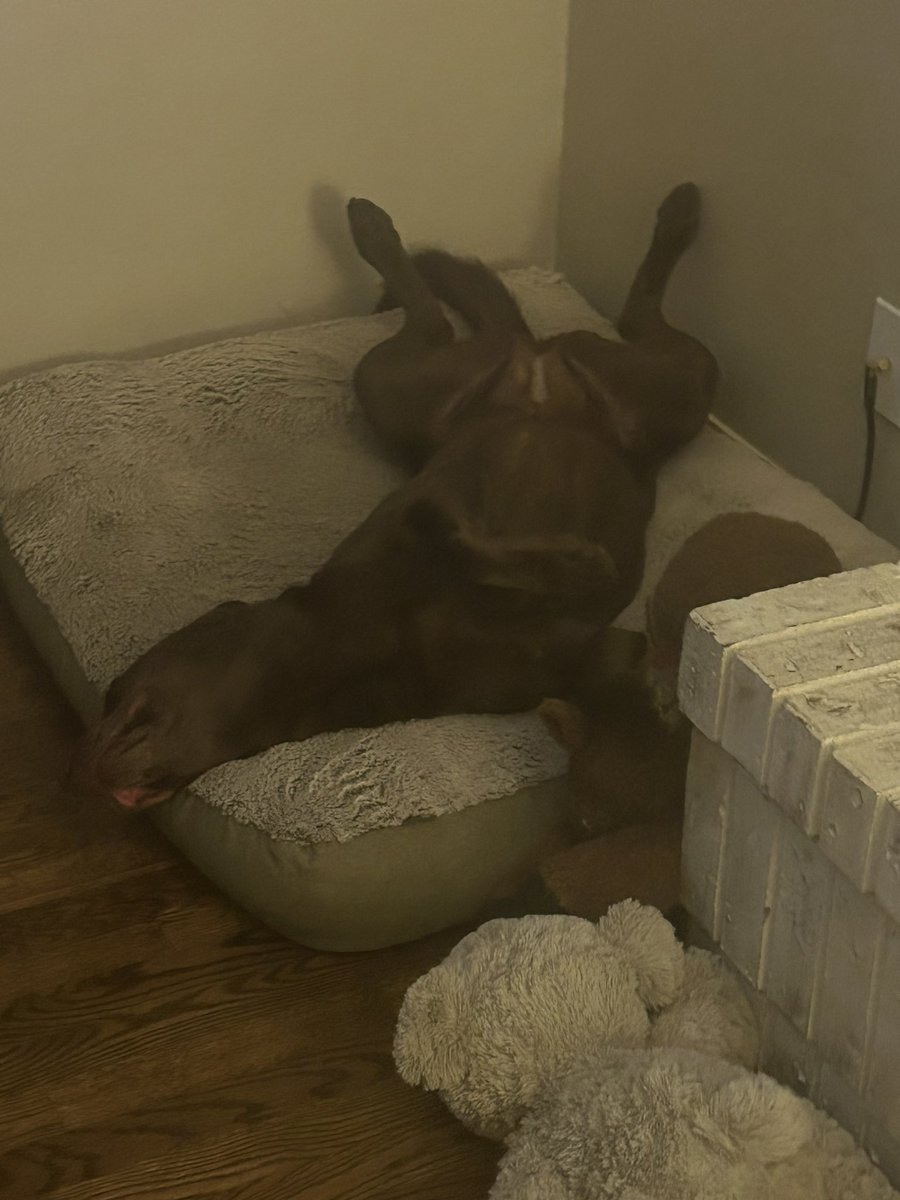 britrirob's tweet photo. @TurfgrassZealot This is Ginger chilling with her toys and relaxing with no care in the world. https://t.co/R2xAhXJjD1