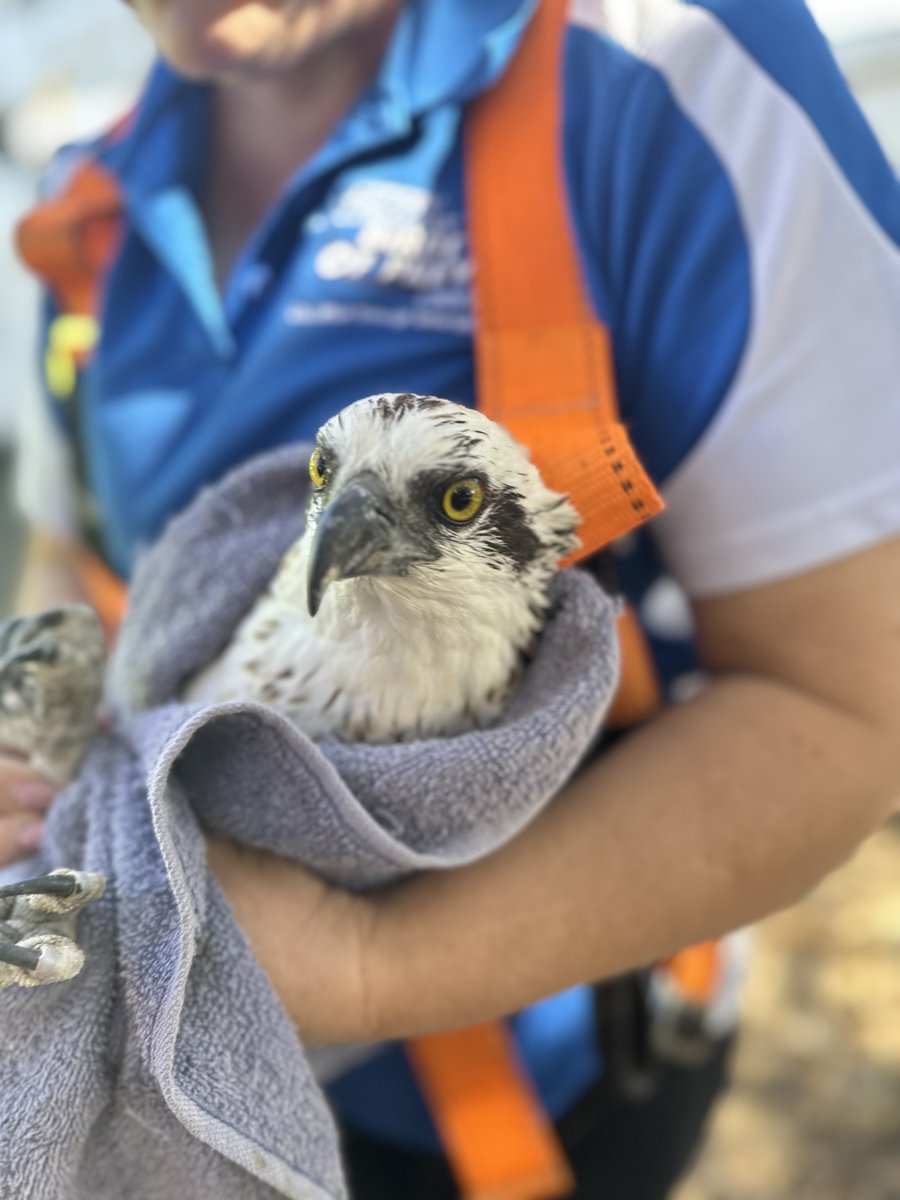 Our Parks team and Rangers handle all sorts of tasks, but yesterday’s osprey rescue was truly unique! 🦅 Teaming up with Classic Tree and the fantastic folks from WA Birds of Prey rescue, our Rangers and Parks team sprang into action when the majestic bird of prey got entangled