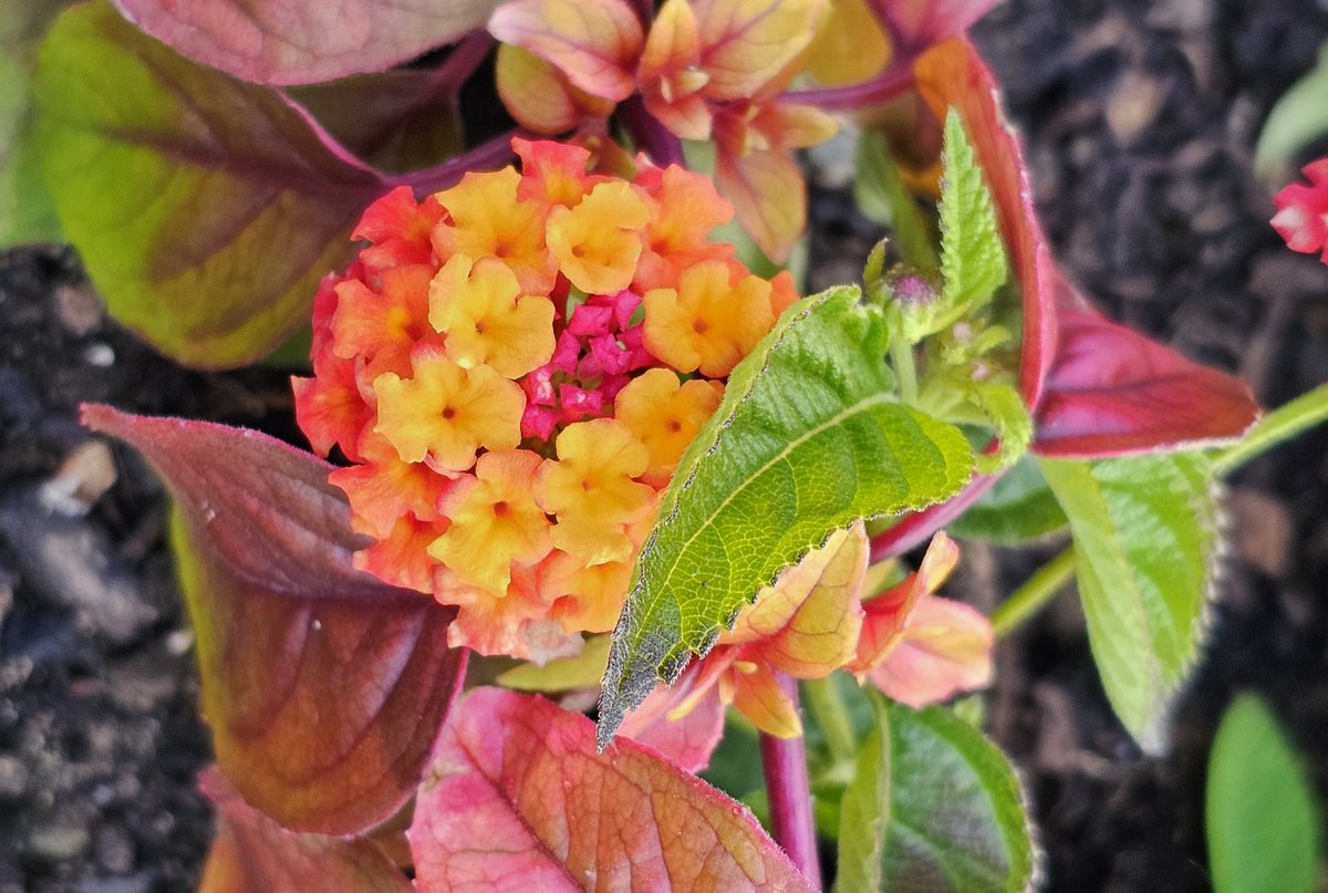 A variegated succulent of which I haven't a clue, a good group of garlic chives, a blooming rock cress I think (such sweet little flowers!), and lantana poking through a fushia #FlowersOfTwitter