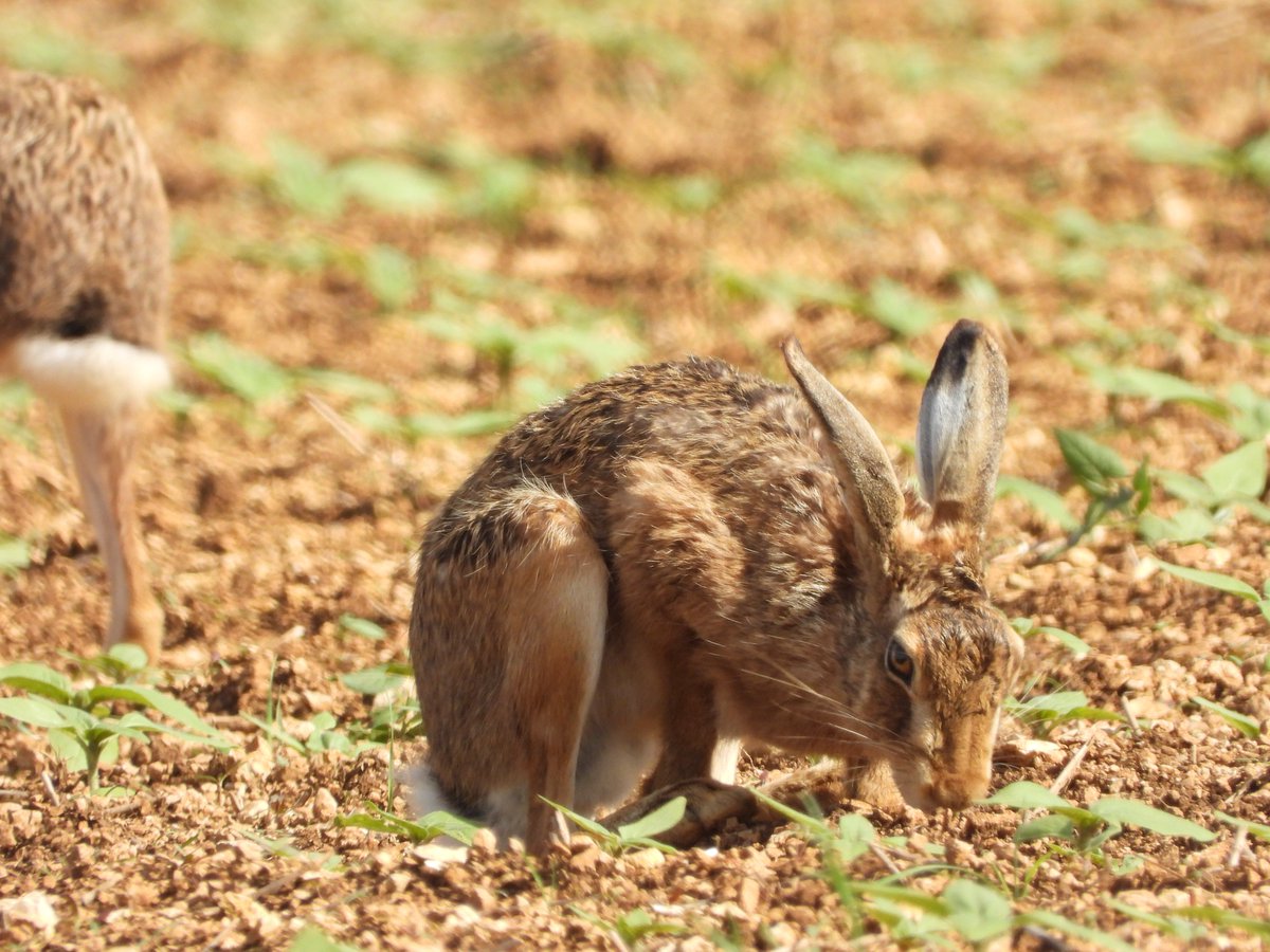 BONNIN1402's tweet photo. En plein après-midi cette semaine, je fige un instant #PlaisirSimple d'une #biodiversité qui nous donne du fil à retordre en ce moment dans les champs de tournesol

Bouquinage et pause déj

Bon vendredi Twitter : ce soir c'est week-end
📸Poilly-sur-Serein (89)
#lièvre #ramier https://t.co/JgsjgdttSY
