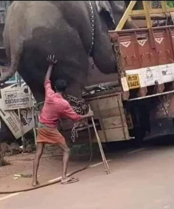 Rakela1090's tweet photo. ऐसा बिल्कुल नहीं है कि पीछे से धक्का लगाने वाला शख्स हाथी को ट्रक में चढ़ा सकता है लेकिन सिर्फ इतने से ही हाथी को एहसास है कि मेरे पीछे कोई है जो मेरी मदद कर रहा है और इसी एहसास के सहारे हाथी ट्रक में चढ़ जाएगा।
 कभी कभी हमें भी ऐसे ही हल्के से सहारे की जरूरत होती है। मदद करें। https://t.co/kzM5ancp4B