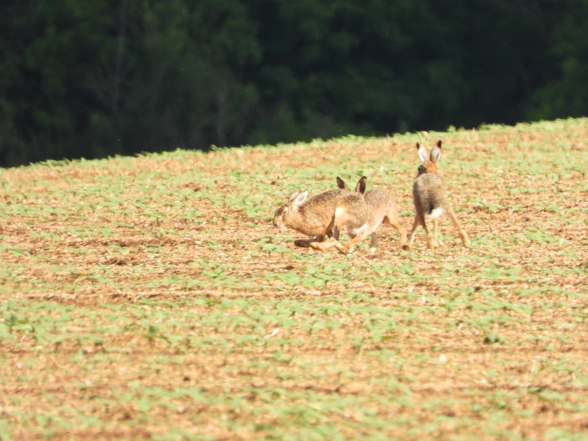 BONNIN1402's tweet photo. En plein après-midi cette semaine, je fige un instant #PlaisirSimple d'une #biodiversité qui nous donne du fil à retordre en ce moment dans les champs de tournesol

Bouquinage et pause déj

Bon vendredi Twitter : ce soir c'est week-end
📸Poilly-sur-Serein (89)
#lièvre #ramier https://t.co/JgsjgdttSY