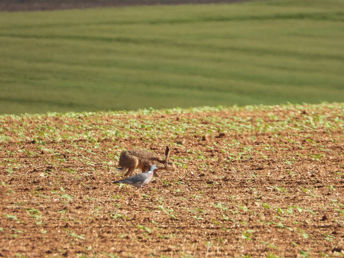 BONNIN1402's tweet photo. En plein après-midi cette semaine, je fige un instant #PlaisirSimple d'une #biodiversité qui nous donne du fil à retordre en ce moment dans les champs de tournesol

Bouquinage et pause déj

Bon vendredi Twitter : ce soir c'est week-end
📸Poilly-sur-Serein (89)
#lièvre #ramier https://t.co/JgsjgdttSY