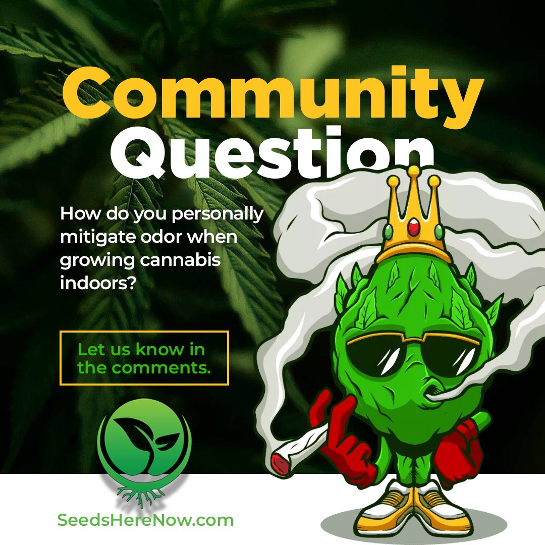 Sometimes it's necessary in order to keep your neighbors happy. 🙃 So tell us - What do you do? 🔥🔥🔥Share some knowledge!🔥🔥🔥

#seedsherenow #growbudyourself #CannabisCommunity #cannabislife #420friendly #420Life #cannabisgrowers