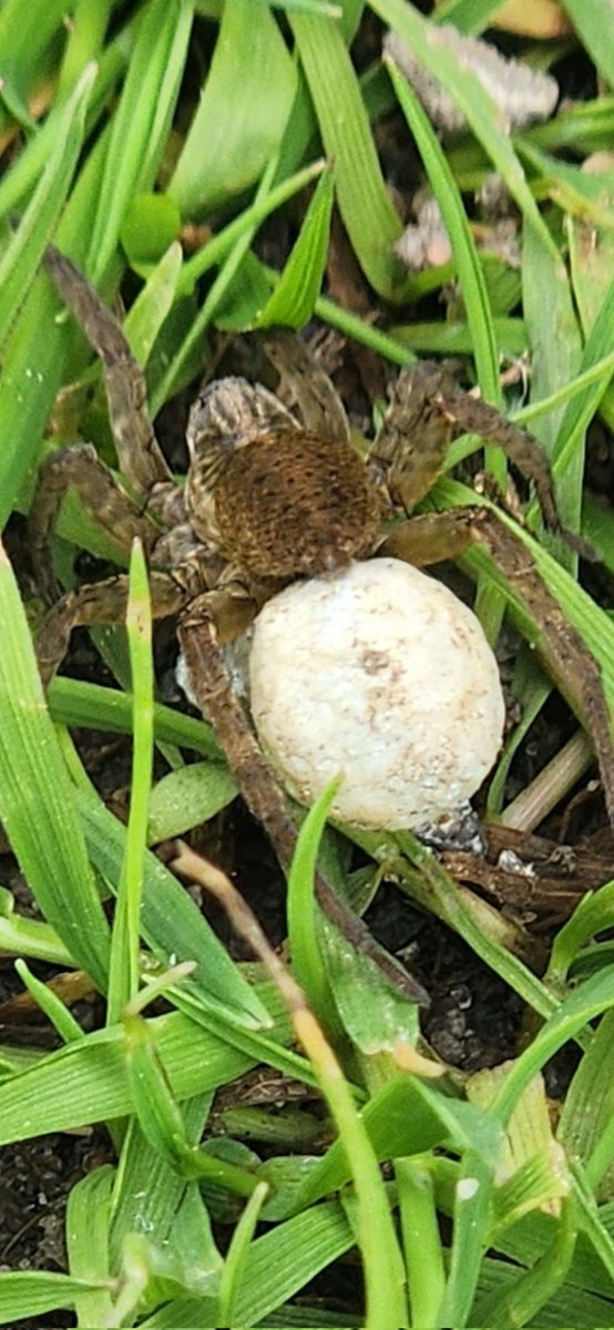 Do Spiders lay eggs?? While we  learn about animals that lay eggs,  we spotted, this spider outside carries an egg!! Love how nature provides us with endless learning opportunities! ❤️

#outdoordiscovery #kindergarten #outdoorlearning #science