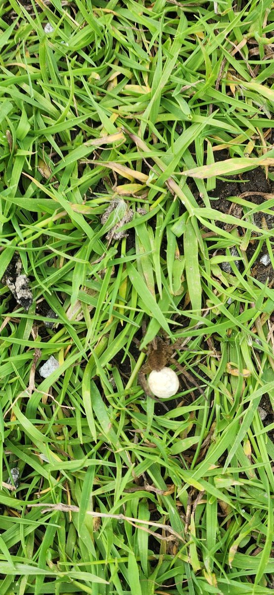 fgnazeda's tweet photo. Do Spiders lay eggs?? While we  learn about animals that lay eggs,  we spotted, this spider outside carries an egg!! Love how nature provides us with endless learning opportunities! ❤️

#outdoordiscovery #kindergarten #outdoorlearning #science https://t.co/90sdiTwgky