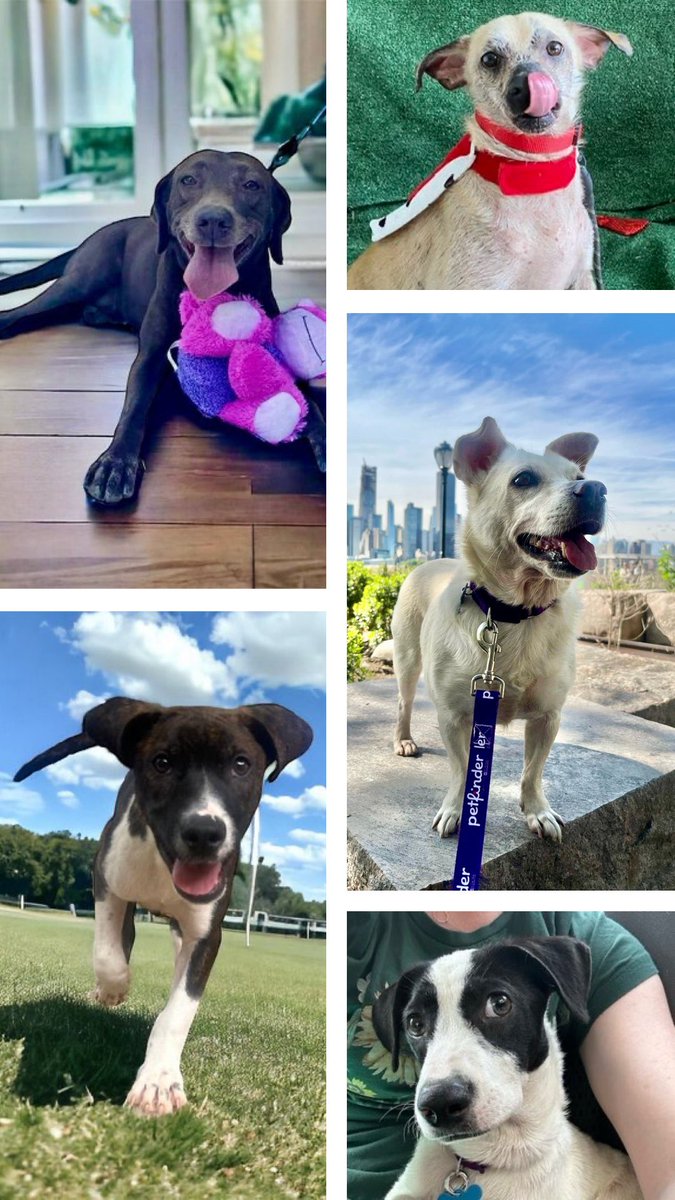 harrys4876's tweet photo. Happy birthday to me!

If you haven’t already, please donate to @ALRcares in support of their 🇵🇷dog and cat rescue mission. 

Here’s the link - https://t.co/zCSzGIeJD1. 

Thanks for your help saving animals and finding them loving homes!

#rescuedog #adoptdontshop #donate https://t.co/KZv668LQxk