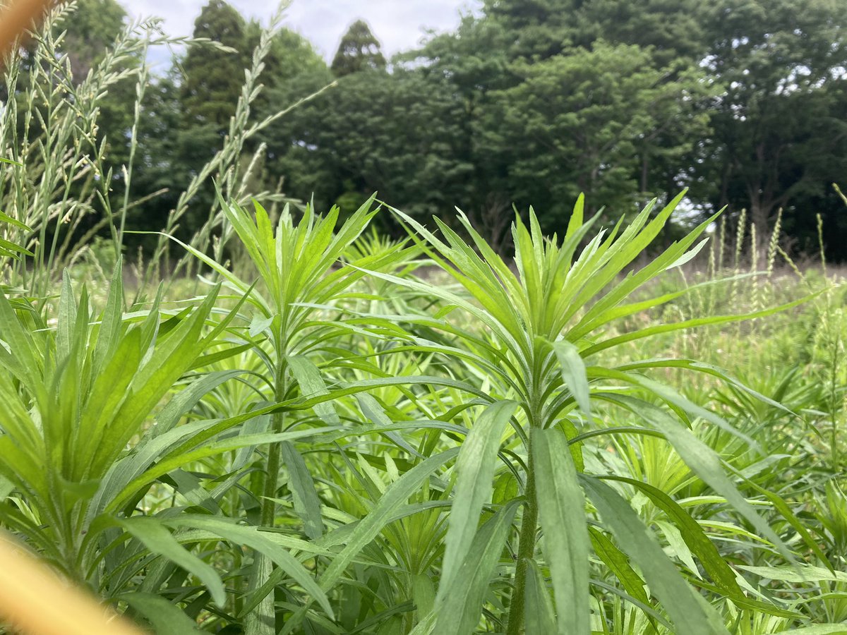 MoeKiwi's tweet photo. もしもしかめよかめさんyo https://t.co/A2VcKAIgHR