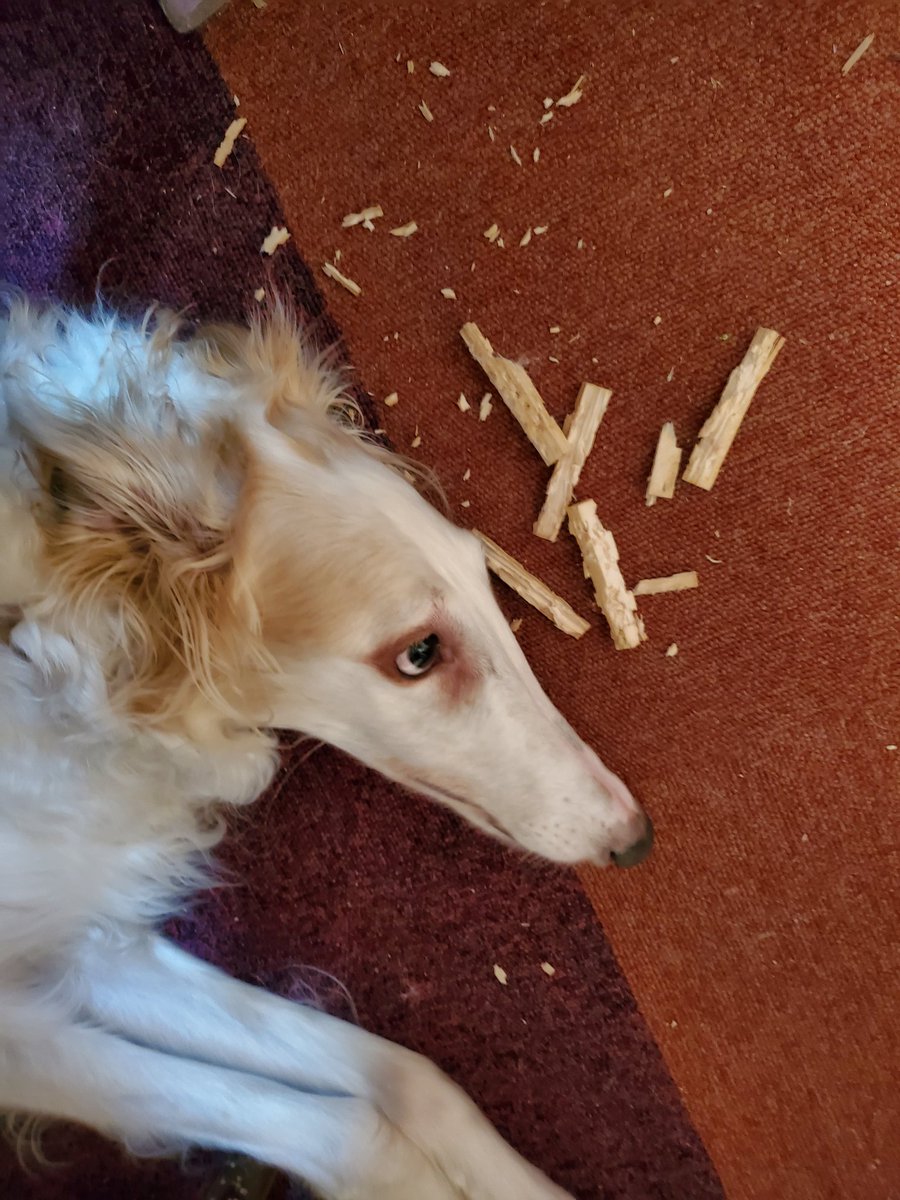 koinoOfuro's tweet image. 【デジャヴ】
メカちゃんの凶みくじヤバい♨️
予言みくじ🤣
先日
『はかい凶』
昨日のライラプス
やられた💢💢
木端微塵すぎて何だったか分からない😰
後で困りませんように（マジで願う）
悪いことしたと理解したボルゾイは
決して目を合わさない…ﾏｼﾞﾃﾞﾔﾒﾃ💢

#ボルゾイ
#machanism