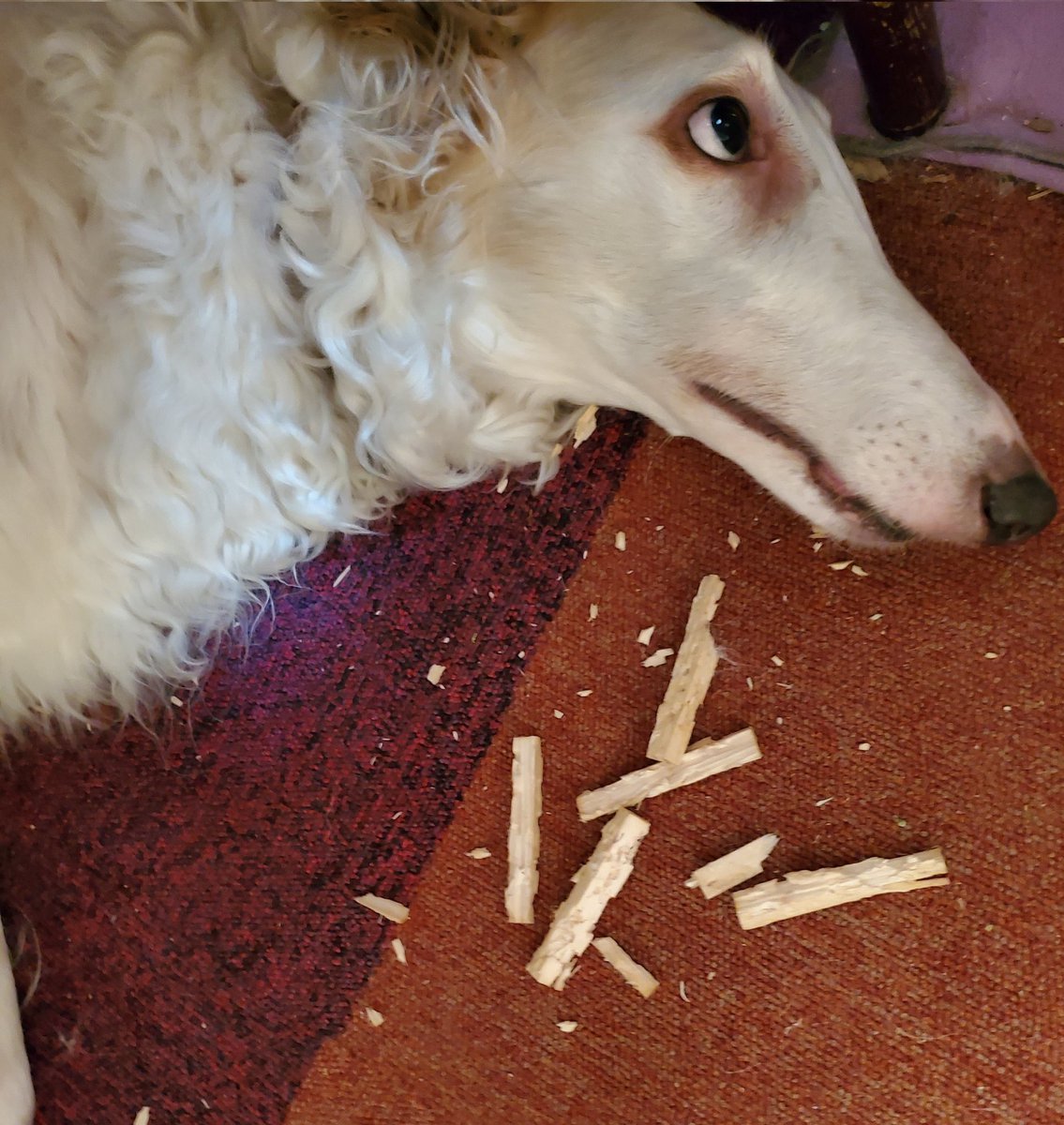 koinoOfuro's tweet image. 【デジャヴ】
メカちゃんの凶みくじヤバい♨️
予言みくじ🤣
先日
『はかい凶』
昨日のライラプス
やられた💢💢
木端微塵すぎて何だったか分からない😰
後で困りませんように（マジで願う）
悪いことしたと理解したボルゾイは
決して目を合わさない…ﾏｼﾞﾃﾞﾔﾒﾃ💢

#ボルゾイ
#machanism