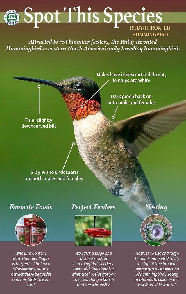 andytorc's tweet image. Here's an infographic on how you can identify Ruby-Throated Hummingbirds! #UCanimals