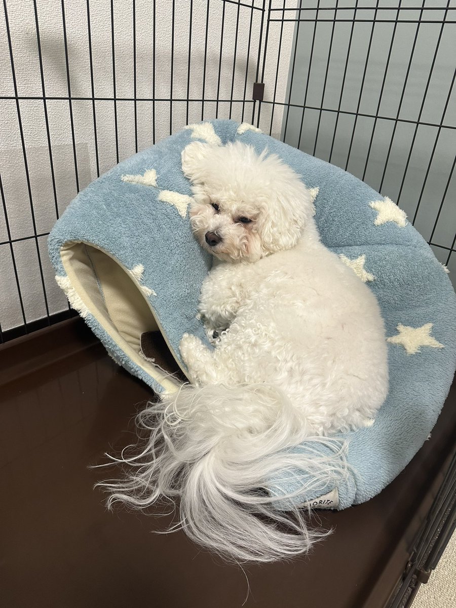 かまくらベッドの上で寝てる…😂😅