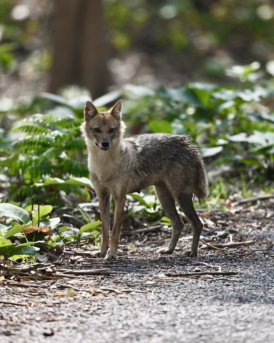 Golden Jackal, Jim Corbett, India #wildlifephotography #wildlifeonearth #wildlifeaddicts #wildlifeconservation