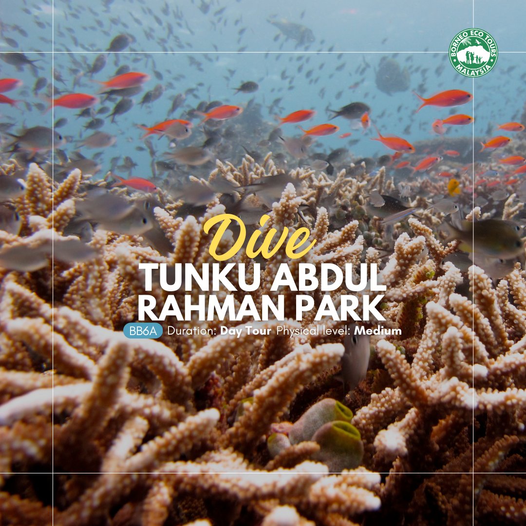 borneoecotours's tweet photo. Dive into the vibrant underwater world of Tunku Abdul Rahman Park, just a stone's throw away from Kota Kinabalu! Join us for 2 exhilarating boat dives as we explore Sabah's unique marine life 🪸

Book your spot now for a day filled with diving fun! 🐠

🔗: https://t.co/gApUga9orE https://t.co/b8uL0TTsku
