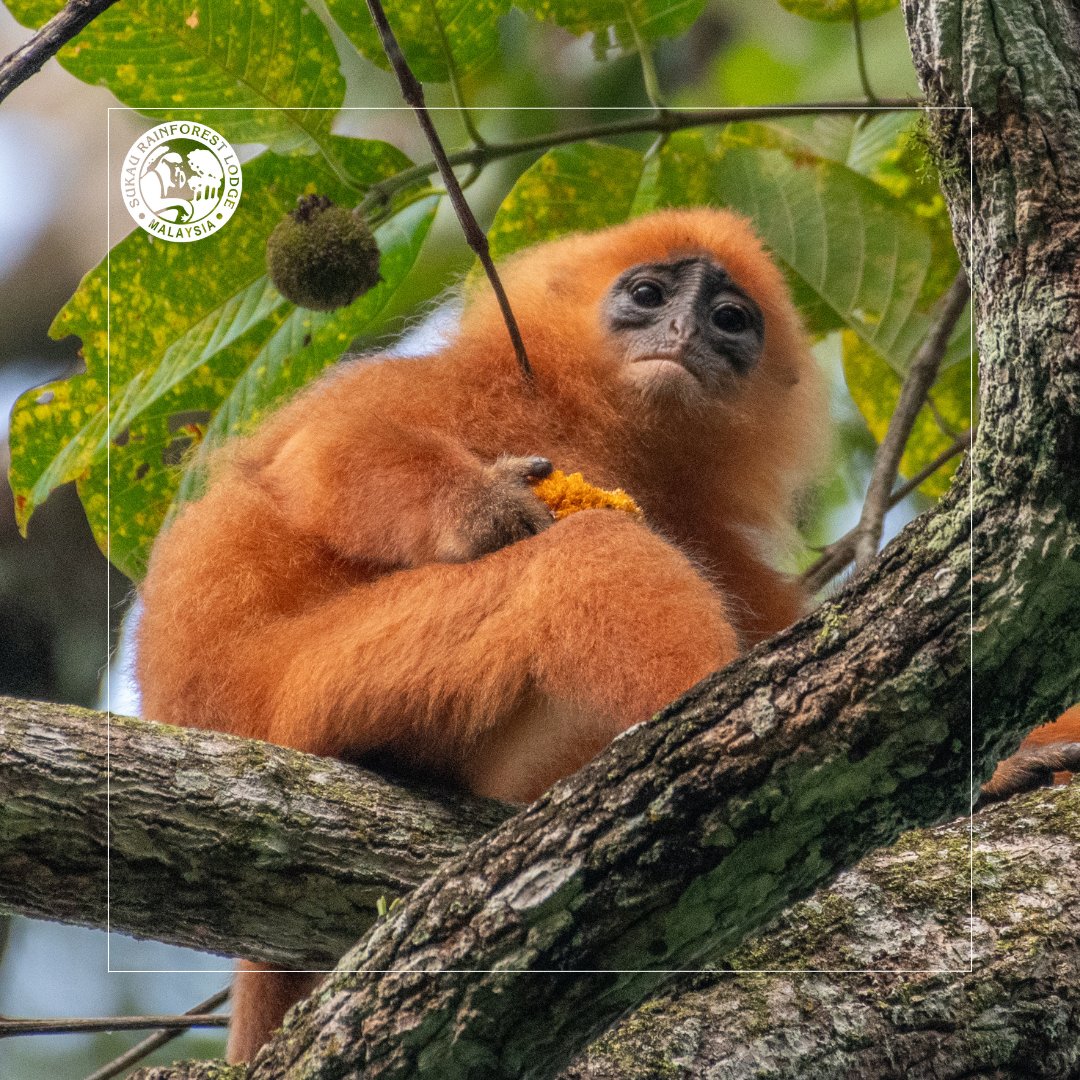 sukaurainforest's tweet photo. Did you know that when a Maroon Langur grooms (itself), it serves not only as a hygienic activity but also as a means of social bonding and conflict resolution within the group. 

The more you know 🌈 https://t.co/hMCEDRxTFM