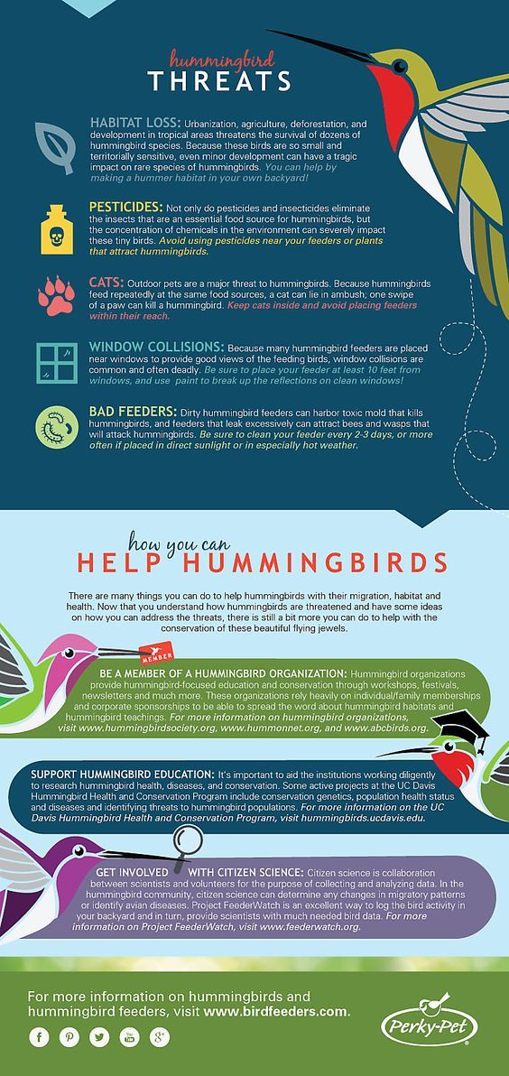 andytorc's tweet image. Check out this infographic which contains more information about threats to Hummingbirds' lives. #UCanimals