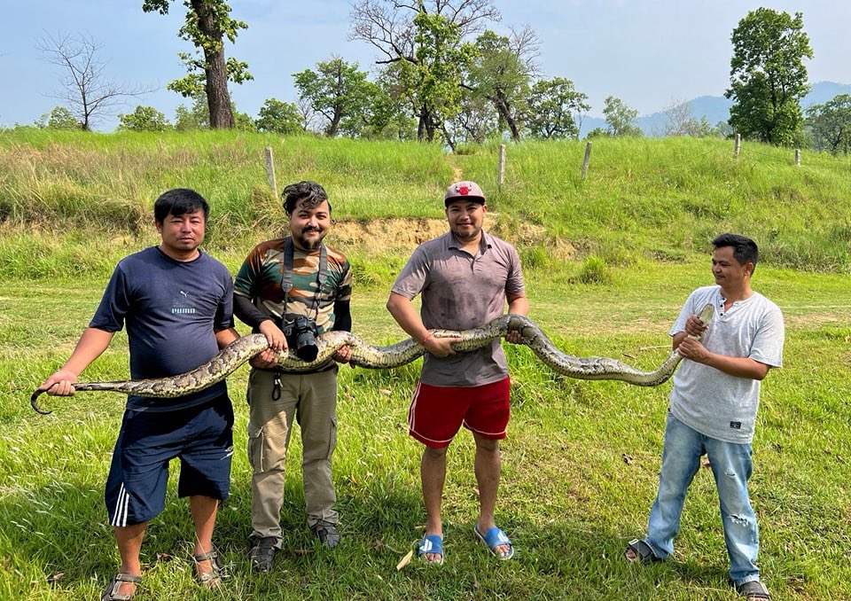 Rare: A 17 kg & 14 feet long Python spotted at Alal, Nawalparasi West. It was put in safe place by Conservationists. ❤️ #savethesnake