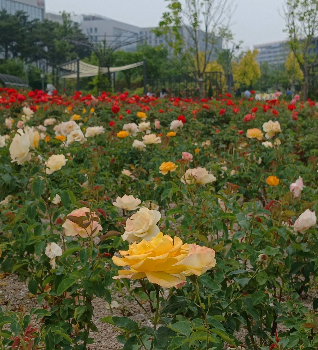 puljigumong's tweet photo. 5월 넷째주의 서울식물원🌹 
장미원의 장미들이 하나둘 피기 시작했어요.
서울식물원에서 장미원은 올해 처음 조성하는 것으로 알고 있는데, 가까우신 분들은 식물원 올 겸 장��구경하심 좋을듯!
이제 피기 시작했으니 6월초까진 넉넉하게 예쁜 장미 보실 수 있을 듯 해요🌹 https://t.co/dDVhljgFhP