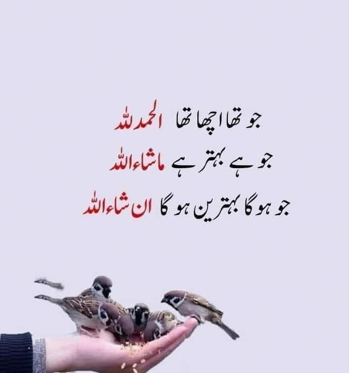 Inshallah
✍🥀💛📿
🥀🍃💕🤍💕🌿✨️
 💛#urdu🌷#sad 💘#urdushayari #urdupoetry #urdustory #whatsappstatus