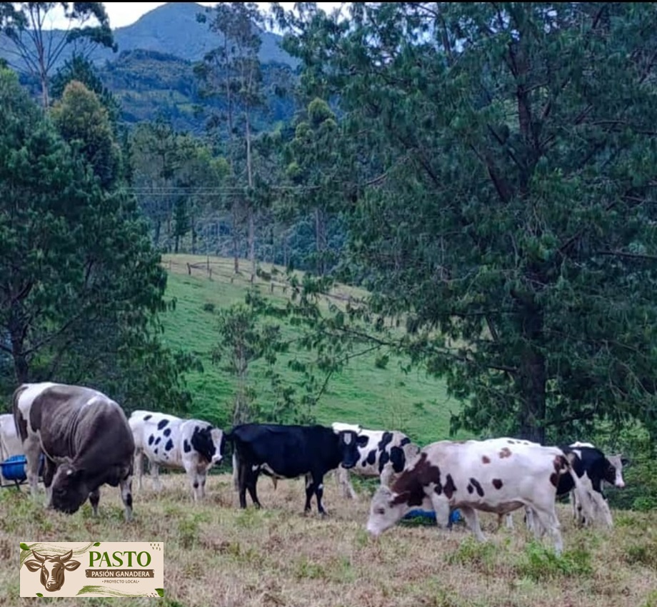 #ganaderiasostenible La salud del suelo es la base de la salud del ganado; cuidar el medio ambiente es cuidar nuestra propia producción
@Fedegan @jflafaurie @Pl_ipiales_FNG @PLguachucalFNG