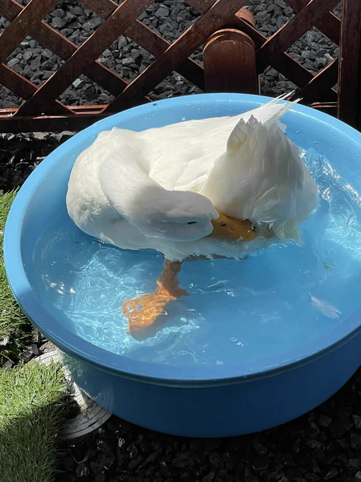 ハァ…ハァ…あひる、見ていかない? 