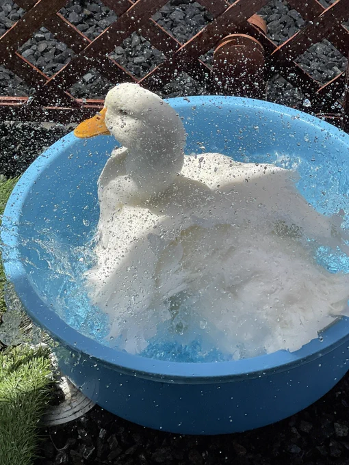 ハァ…ハァ…あひる、見ていかない? 