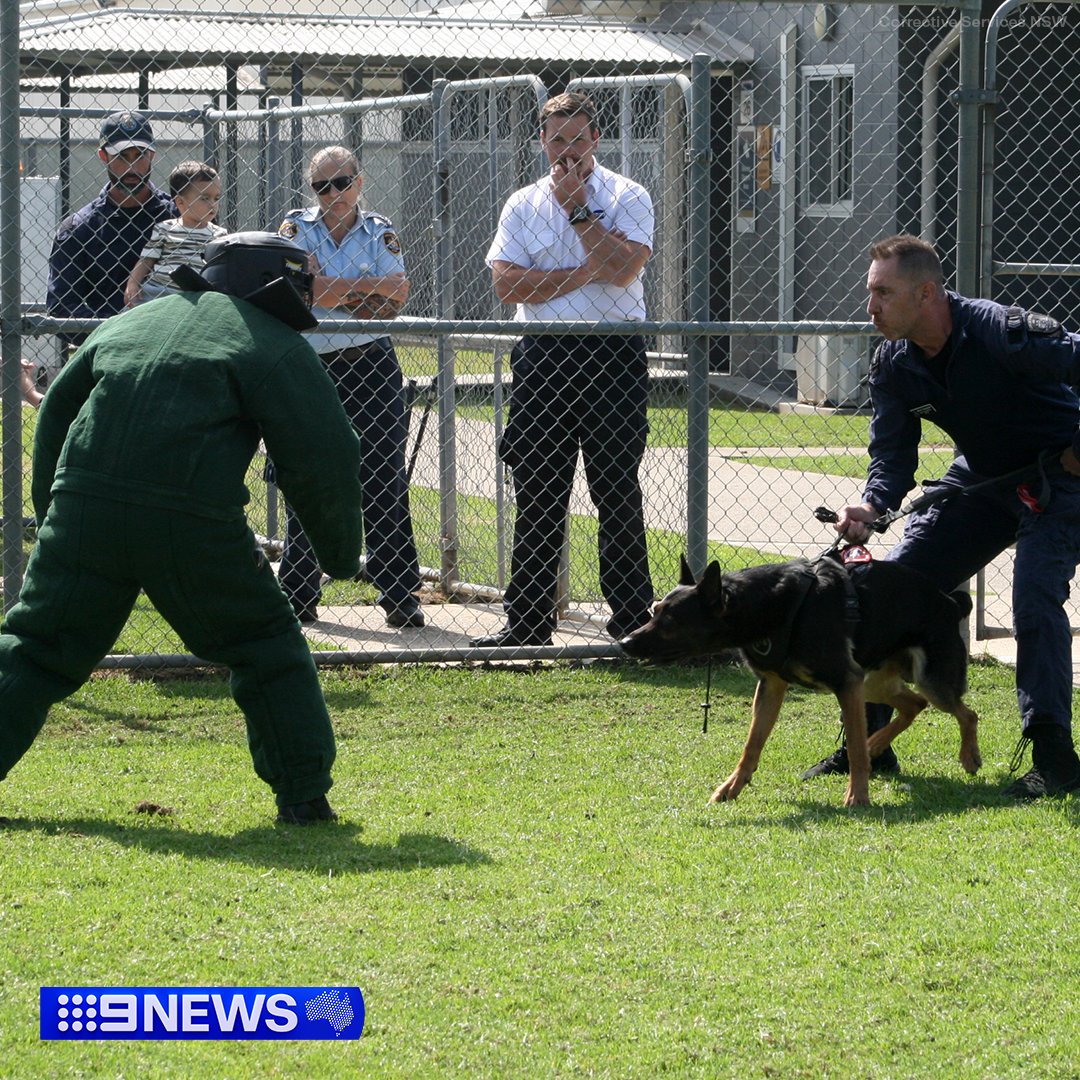 They may look cute, but for a prisoner with contraband, they're a nightmare. 🐾 Corrective Services NSW has welcomed their newest squad of 11 contraband-sniffing K9s, following a gruelling 14-week training program. #9News READ MORE: nine.social/ImI