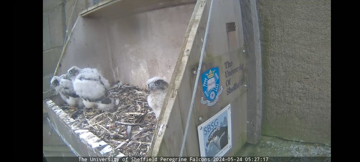 The @SheffPeregrines are entertaining this morning 🌄
