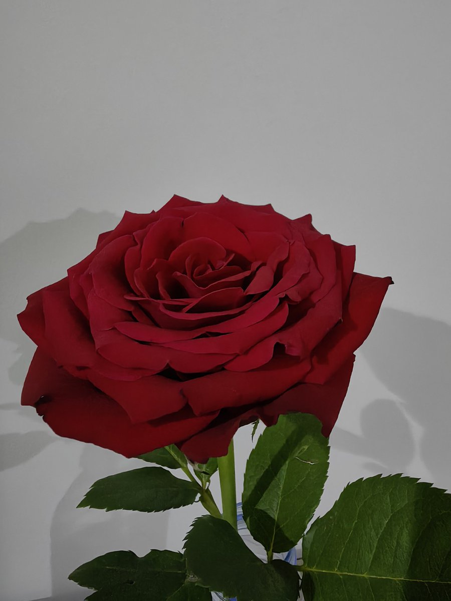 _mno00o's tweet photo. "ثُم يعوِّضك الله بما يليقُ بقلبك.. وما أدراك ما عوض الله."❤️🌹 https://t.co/ZGcvEjFVal
