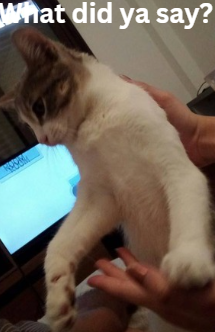 KitionSolana's tweet photo. me $kiti when i read fud #kiti #kitionsolana https://t.co/RyMQ0K9qEX