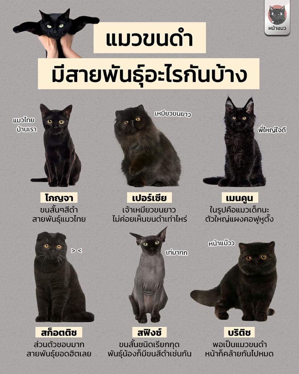 ใครหลงรักแมวดำจริงๆมีหลายพันธุ์มากนะแล้วเคยอ่านเจอว่าน้องดำส่วนมากขี้อ้อนสุดๆเพราะคิดว่าตัวเองสีดำกลัวนุดไม่รักเลยทำตัวน่ารักจนสุดท้ายเลยกลายเป็นแมวที่ขี้อ้อนสุบๆ