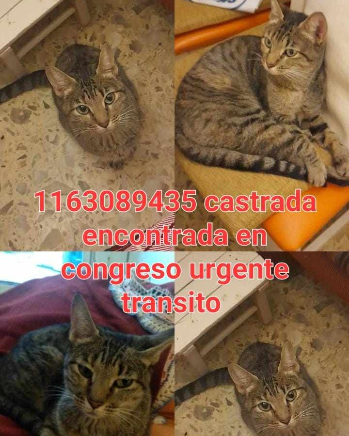 DeGatitos_'s tweet photo. #ParecenPerdidos 📢📢📢
RT RT RT RT
PARECE PERDIDA EN CONGRESO!

CONTACTO EN LA FOTO https://t.co/fv41EsNdEd