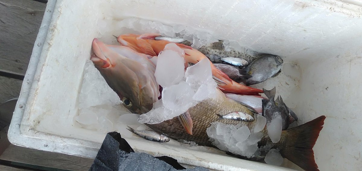 Abil_Ibil's tweet photo. Selasa 21/05/24,Abdul Yusup Tiapon,Luhkan Kab Halmahera Tengah, dgn Bpk Lacanda Langkautu Nelaya Desa Air Salobar Hasil tangkapan ikan Kakap manggrof 9kg, dan kerapu merah 7.5 kg #GiatLuhkanSatminkalAmbon
#LuhLapor #Halteng @BP3_Ambon https://t.co/8LHMpNnKBn