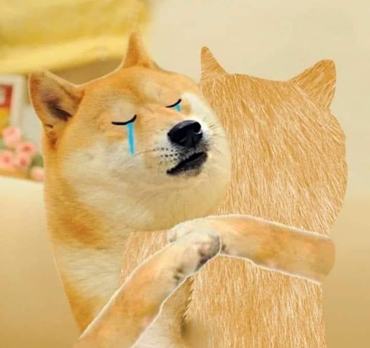 R.I.P. $Kabosu tweet media