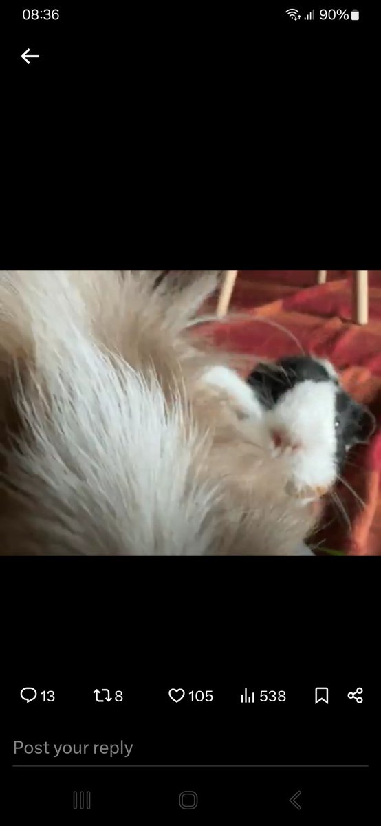 petalthepeeg's tweet photo. @badgerbumble Percy's face in the background ๐ฏ๐. It was difficult to freeze the action at the perfect 'indignant' moment. #DoYouMind? #ComingThrough ๐ https://t.co/BGeLEHCIJ3