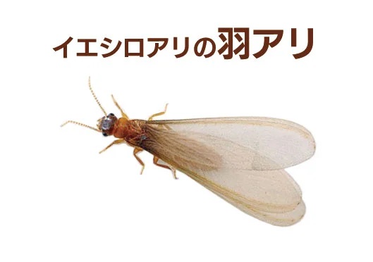 3wagiken's tweet photo. イエシロアリの羽アリの群飛が始まりました！
これから7月にかけて、大量の羽アリが飛び立つ巣別れ（繁殖）の時期です。

羽アリにお困りの際は三和技研までお電話ください https://t.co/CCPv532jhj