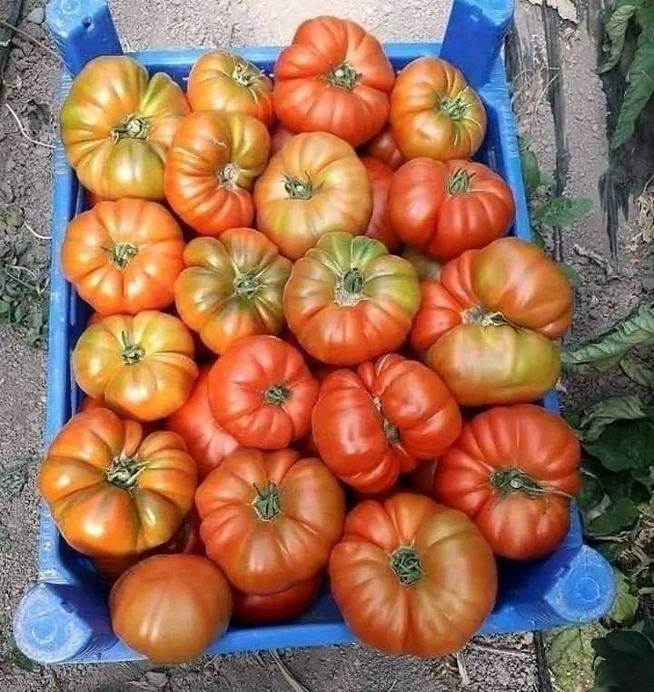 LattakiaC's tweet photo. بندورة جبلية خيرات ريف اللاذقية ❤️ https://t.co/Ch8279qVwG
